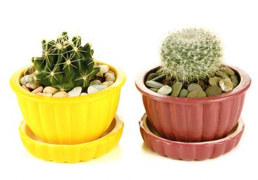 Displaying your houseplants Displaying your houseplants
