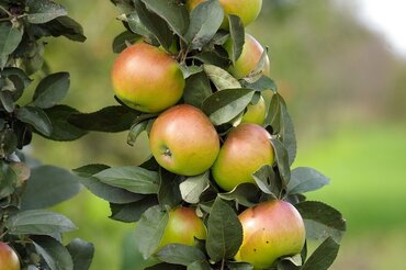 Planting a fruit tree Planting a fruit tree