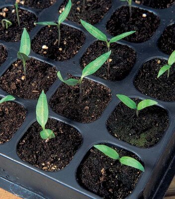 Seeds & Cuttings Seeds & Cuttings