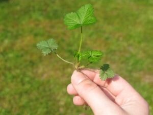 Companion planting Companion planting