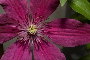 Year-round clematis Year-round clematis