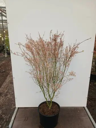 Acer palmatum 'Iyoshi' 80/100cm 20ltr