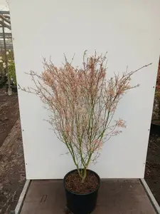 Acer palmatum 'Iyoshi' 80/100cm 20ltr