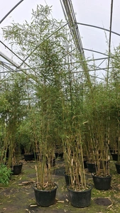 Fargesia robusta 'Campbell' 250/300cm 50ltr