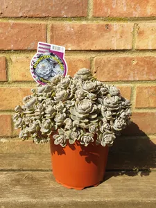Orostachys 'Chinese Hat' 1.5ltr