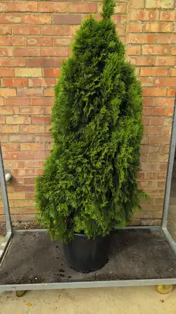 Thuja occ. 'Golden Smaragd' 125/150cm 35ltr